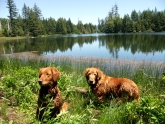 Blitz and Nellie taking a break for a swim at Lake Prairie