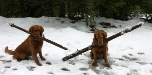 The big stick contest. Blitz and Nellie