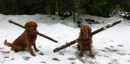 The big stick contest. Blitz and Nellie