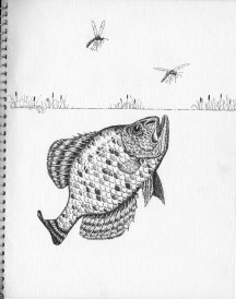 Sunfish 1