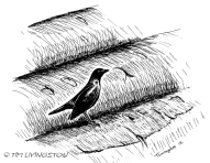 black bird, pen and ink, photo, photography, logs, salvage, forestry, timber