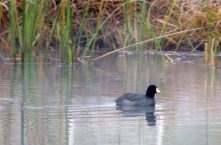 coot, duck, nature, wildlife, photography