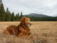 Nellie, Burney Mountain, nature, golden retriever, dog, photography