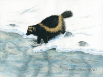 wolverine, watercolor, watercolour
