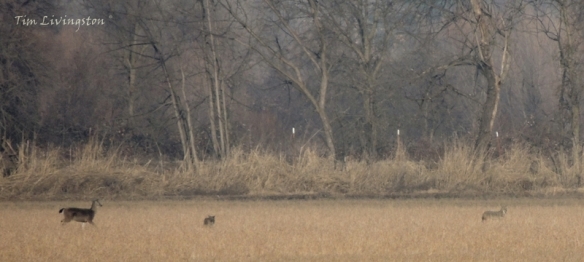 Coyote, doe, deer, buck, stalking, hunting, feeding