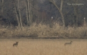 Coyote, hunting, stalking, prey