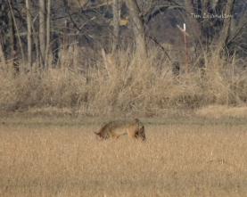 Coyote, hunting, stalking, prey