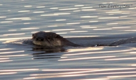 Otter, photography, wildlife, sawmill, swimming