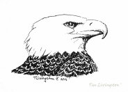 Bald Eagle, eagle, art, sketch, drawing, pen and ink