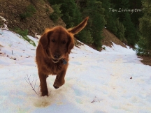 golden retriever, snow, dog, photography