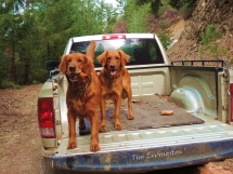 golden retrievers, dogs, woods