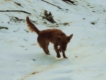 Golden Retriever, dog, snow photography