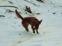 Golden Retriever, dog, snow photography