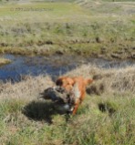 golden retriever, hunting, photography, pheasant