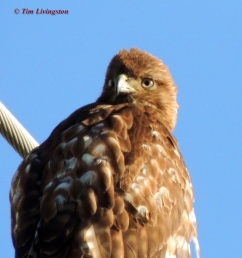 redtail hawk, redtail, buteo, rapture, photography, nature, wildlife