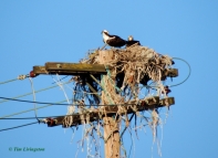 osprey, trashy, nest, photography, nature, wildlife