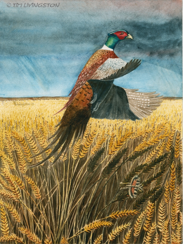Pheasant, ring-neck pheasant, watercolor, watercolour, art, , p