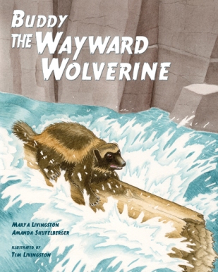 Buddy The Wayward Wolverine, wolverine, gulo, gulo gulo, childrens book, watercolor