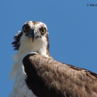 Osprey Baby Picture!