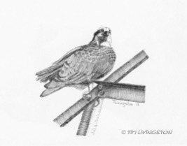 Osprey, pen and ink, drawing, wildlife, nature, ink