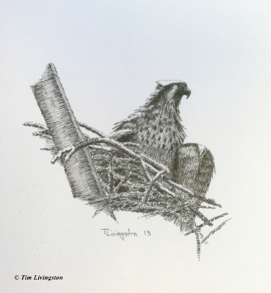 pen and ink, osprey, fledgling, art, artist