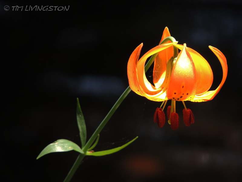 Tiger Lily, lilies, wink, photograghy, God, love, photography, nature, anniversary