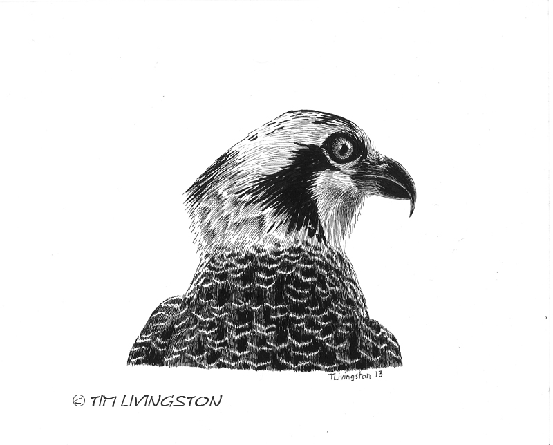 osprey, pen and ink, nature, wildlife, drawing, portrait