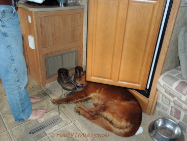 Blitz chills after an exhausting day of events. "Don't get up Blitz, but I need to get into the refrigerator!"