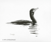 pen and ink, pen, drawing, cormorant, wildlife, nature