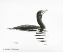 pen and ink, pen, drawing, cormorant, wildlife, nature