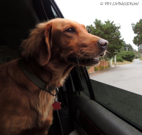 dogs, traveling, golden retriever, photography
