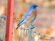 blue bird, nature, wildlife, photography