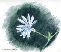 Chicory - watercolor sketch