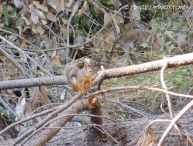 Douglas Squirrel, squirrel, wildlife, nature, photography