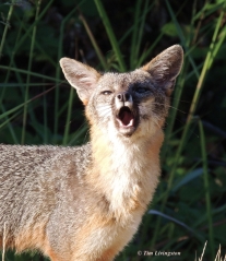 Fox, Grey Fox, photography, wildlife, nature