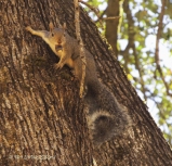 Gray squirrel, squirrel,wildlife, nature, photography