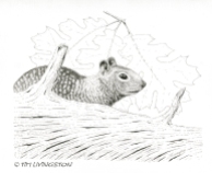 California ground squirrel, wildlife, pen and ink, ink, drawing, squirrel