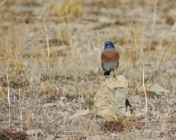 Western bluebird, birding, nature, wildlife, photography