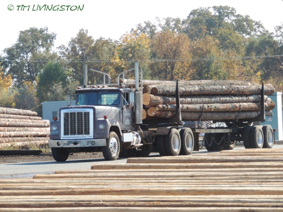 Logging, logger, logs, logging truck, loader, timber harvesting