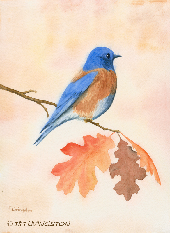 watercolor, watercoulor, western bluebird, bluebire