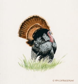 Thanksgiving, wild turkey, turkey, watercolor, watercolour, wildlife