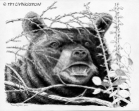 black bear, pen and ink, nature drawing