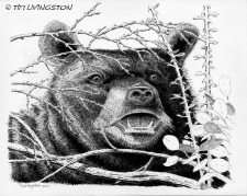 black bear, pen and ink, nature drawing