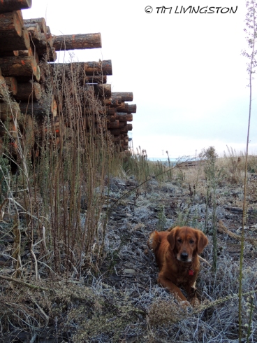 After a security sweep by Blitz it was determined that this log deck was clear of ferocious jack rabbits.
