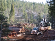 logging, winter logging, forestry, loggers