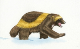 Buddy the Wayward Wolverine, wolverine, watercolor, watercolour, art, childrens books