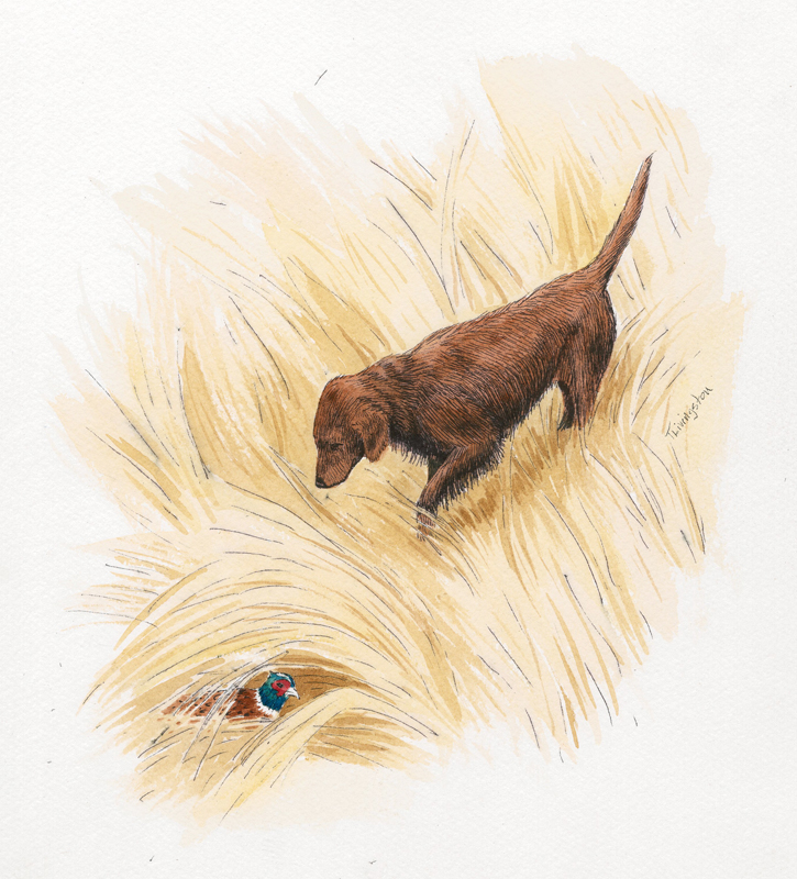 watercolor, watercolour, pen and ink, golden retriever, pheasant, hunting