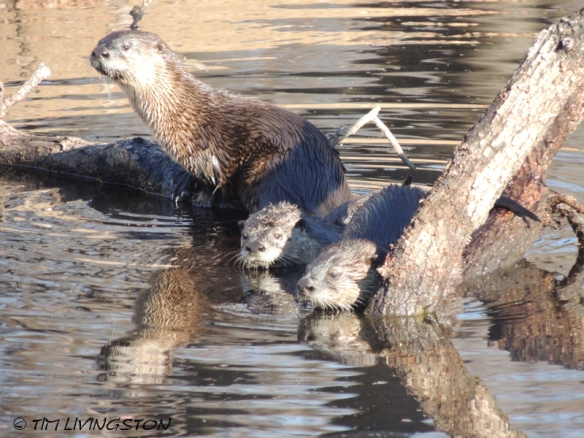 Otter, photography, wildlife, nature