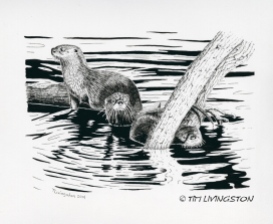 pen and ink, otter, wildlife, nature, ink, pen & ink, drawing, animals