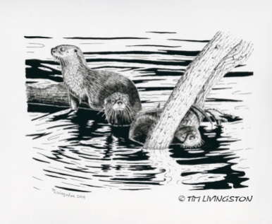pen and ink, otter, wildlife, nature, ink, pen & ink, drawing, animals